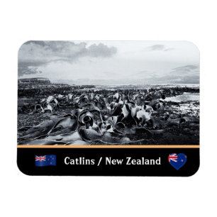New Zealand, Kelp Coast - Curio Bay /The Catlins Magnet