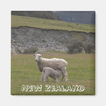 New Zealand, Lamb feeding (Fridge Magnet)