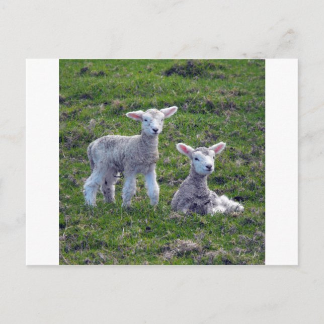 New Zealand Lambs Postcard (Front)