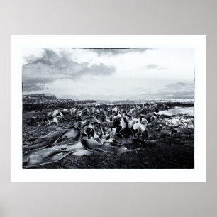 New Zealand Landscapes - Curio Bay Poster