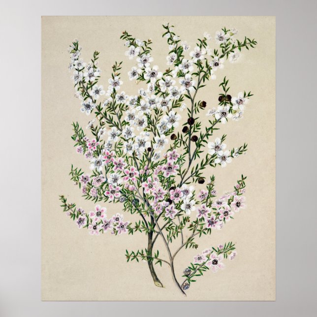 New Zealand Manuka Flower (Leptospermum Scoparium) Poster (Front)