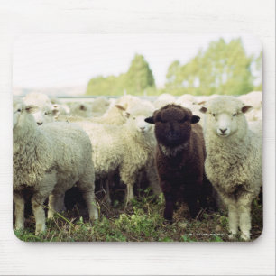 New Zealand Mouse Mat