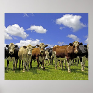 New Zealand, North Island, Auckland Poster