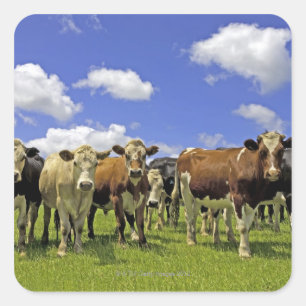 New Zealand, North Island, Auckland Square Sticker