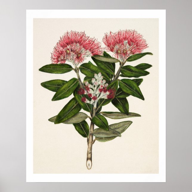 New Zealand Pohutukawa - Metrosideros Tomentosa Poster (Front)