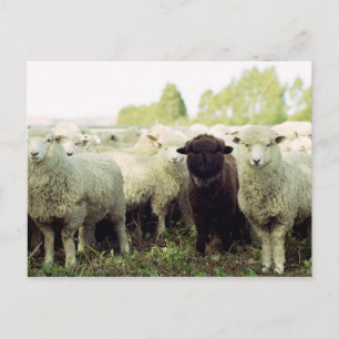 New Zealand Postcard