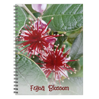 New Zealand Red Floral Feijoa Blossoms Notebook