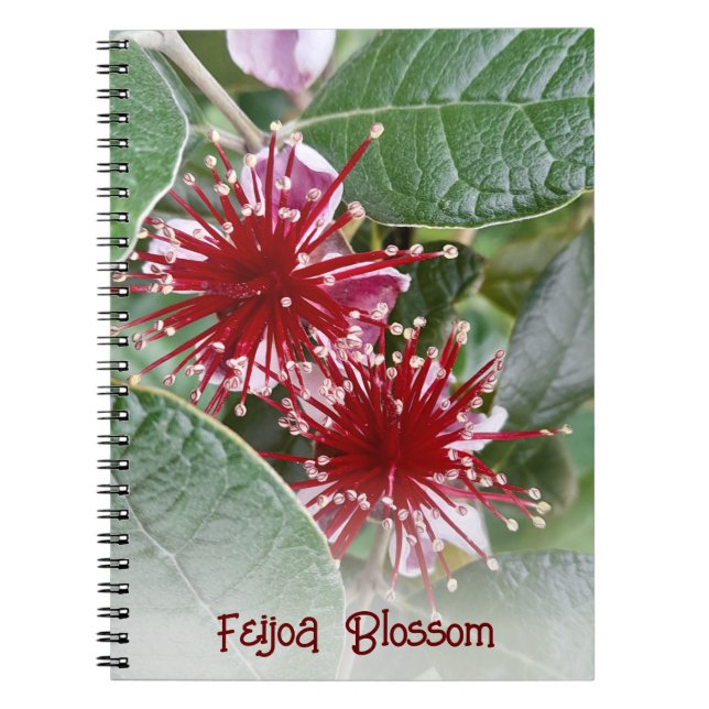 New Zealand Red Floral Feijoa Blossoms Notebook (Front)