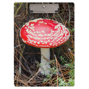 New Zealand, Rotorua, Taupo Volcanic Zone Clipboard