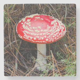 New Zealand, Rotorua, Taupo Volcanic Zone Stone Coaster