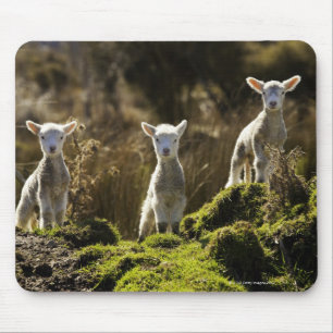 New Zealand, South Island, Fiordland National Mouse Mat