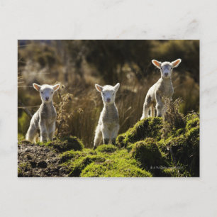 New Zealand, South Island, Fiordland National Postcard