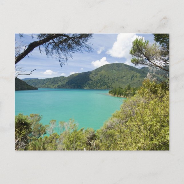 New Zealand, South Island, Marlborough Sounds. Postcard (Front)