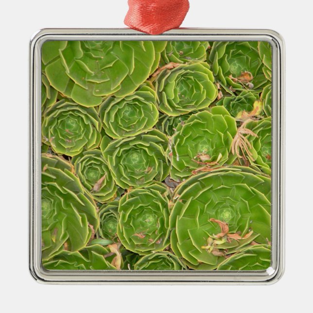 New Zealand, South Island. Succulent. Metal Tree Decoration (Front)