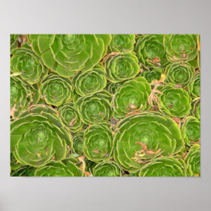 New Zealand, South Island. Succulent. Poster