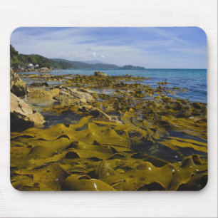 New Zealand, Southland, Stewart Island. Kelp Mouse Mat