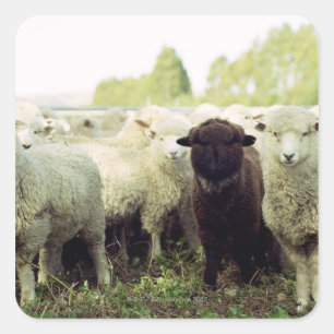 New Zealand Square Sticker