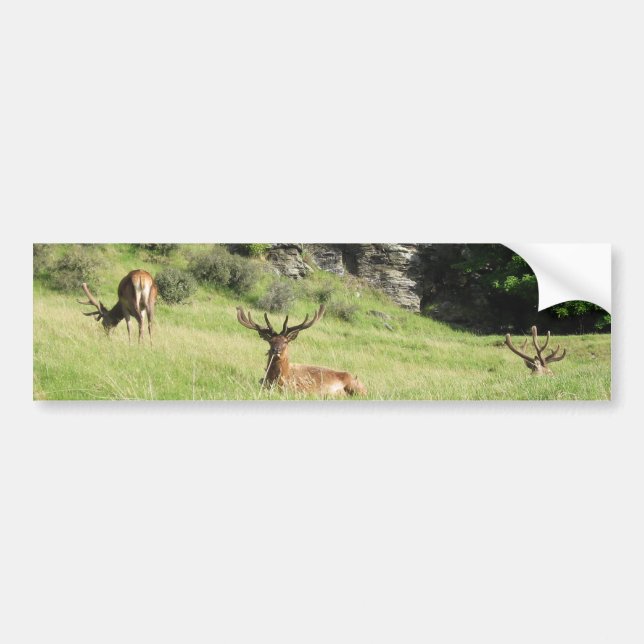 New Zealand Stags Bumper Sticker (Front)