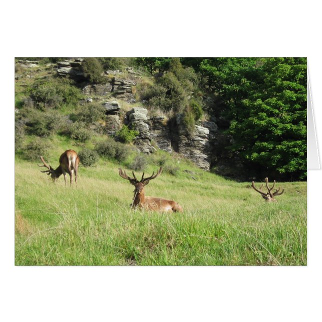 New Zealand Stags Greeting Card (Front Horizontal)