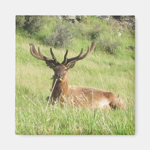 New Zealand Stags Magnet