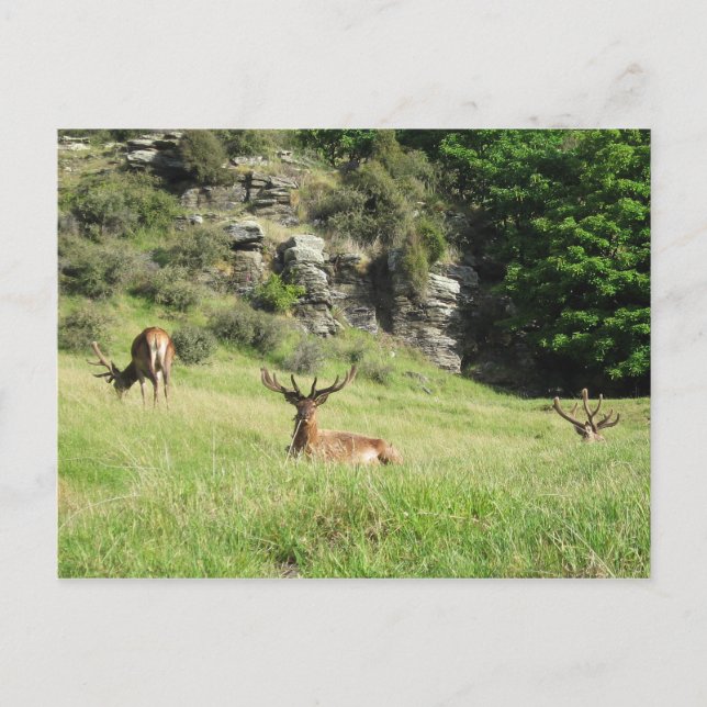 New Zealand Stags Postcard (Front)