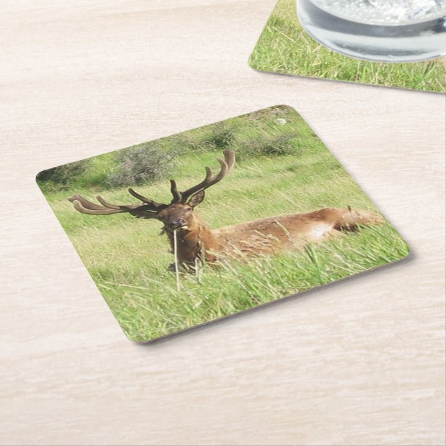 New Zealand Stags Square Paper Coaster (Angled)