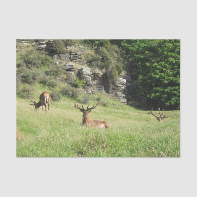 New Zealand Stags Tissue Paper (Front)
