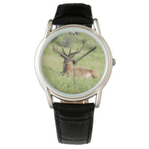 New Zealand Stags Watch