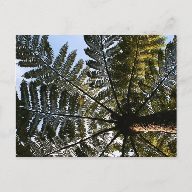 New Zealand Tree Fern Postcard (Front)