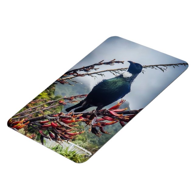 New Zealand Tui - Photography on Magnet (Left Side)