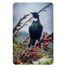 New Zealand Tui - Photography on Magnet