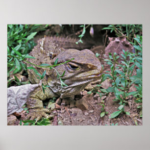 New Zealand's Lizard: Tuatara Poster