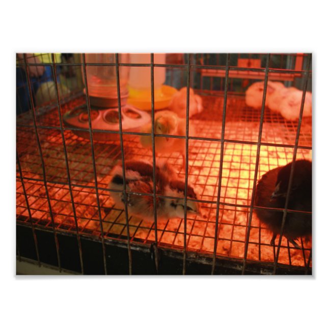 Newborn Baby Chick in Incubator Photo Print (Front)