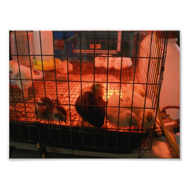 Newborn Baby Chicks in an Incubator at County Fair Photo Print (Front)