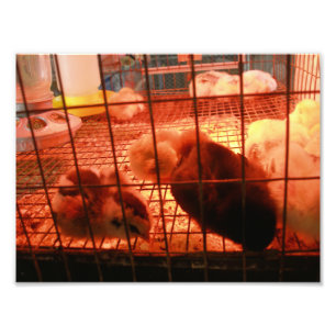 Newborn Baby Chicks in an Incubator Cage Photo Print