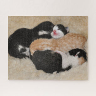 Newborn Baby Kittens Jigsaw Puzzle