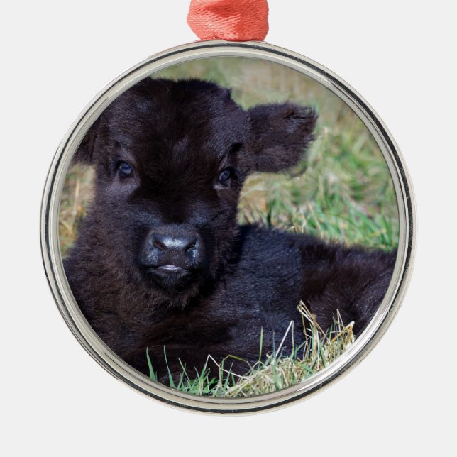 Newborn black scottish highlander calf lying metal tree decoration (Front)