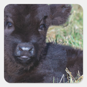 Newborn black scottish highlander calf lying square sticker