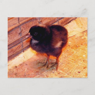 Newborn Chick (2) Postcarfd Postcard