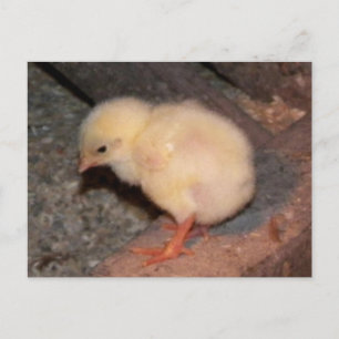 Newborn Chick Postcard
