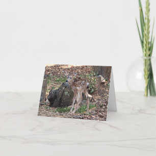 Newborn Fawn Thank You Note Card