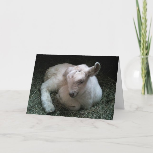 Newborn goat kid greeting card (Front)