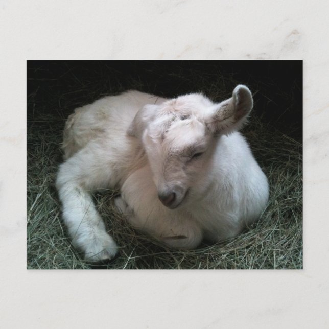 Newborn goat kid postcard (Front)