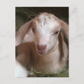 Newborn golden goat kid postcard