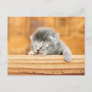 Newborn Kitten Barn Cat Postcard