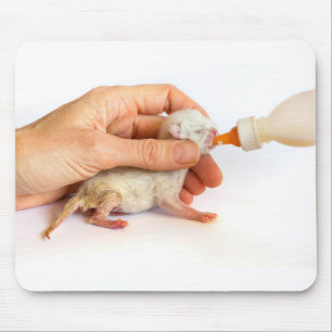 Newborn kitten is fed with milk bottle.JPG Mouse Mat