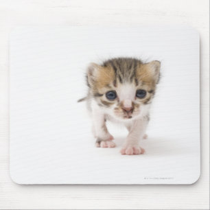 Newborn kitten mouse mat