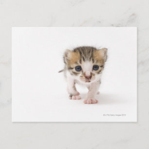 Newborn kitten postcard