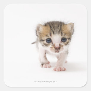 Newborn kitten square sticker