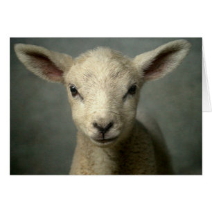 Newborn Lamb